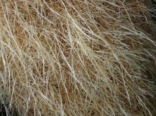 氣霧栽培根系欣賞