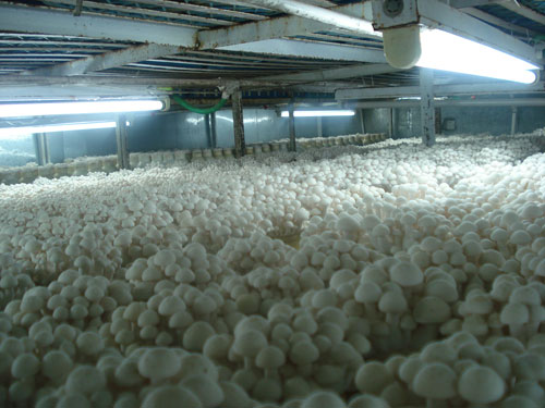 食用菌加濕機(jī)