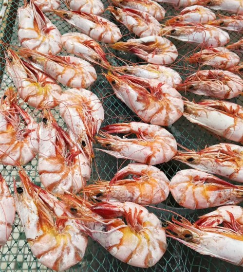 海蝦烘干除濕機(jī)