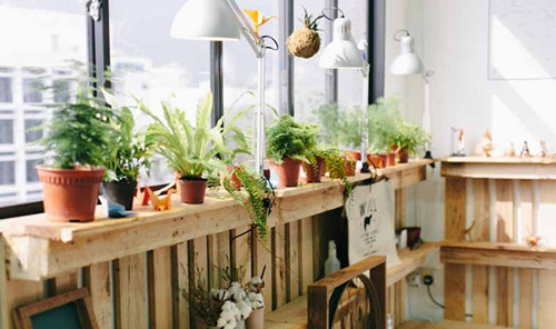 室內種綠植