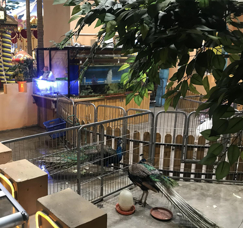 室內(nèi)動物園噴霧除臭機(jī)