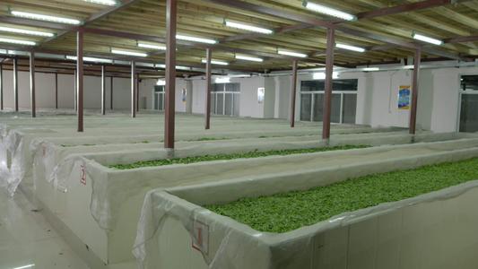 茶葉萎凋除濕機