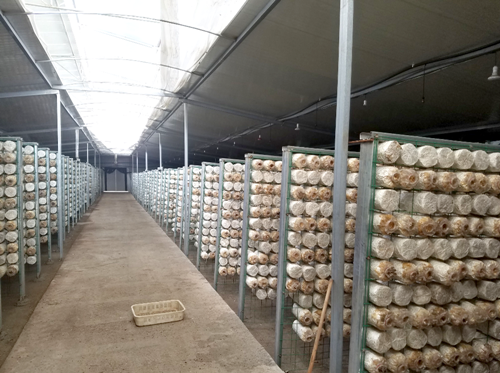 蘑菇房如何加濕？