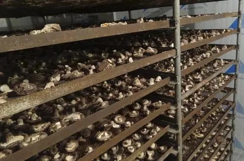 食用菌烘干設(shè)備