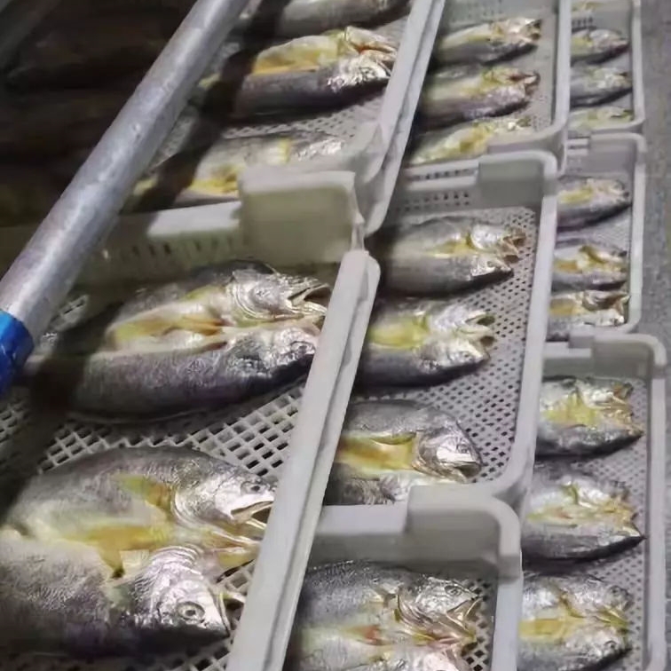 小黃魚如何快速烘干？