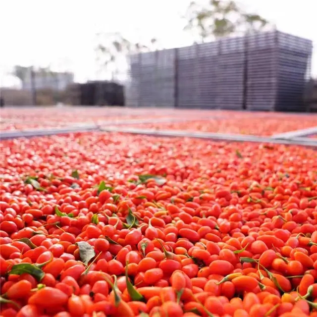 枸杞如何快速烘干？