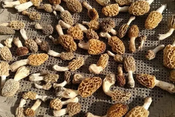 菌菇如何快速烘干？