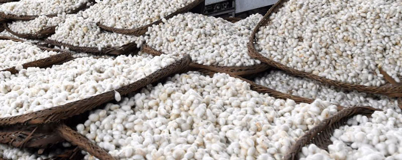 蠶繭如何快速烘干？