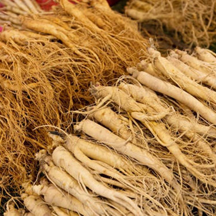 人參如何烘干？