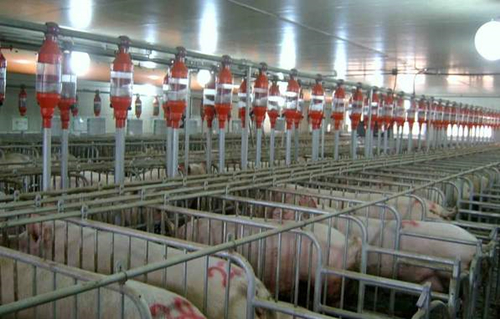 養(yǎng)殖場人員通道如何消毒？