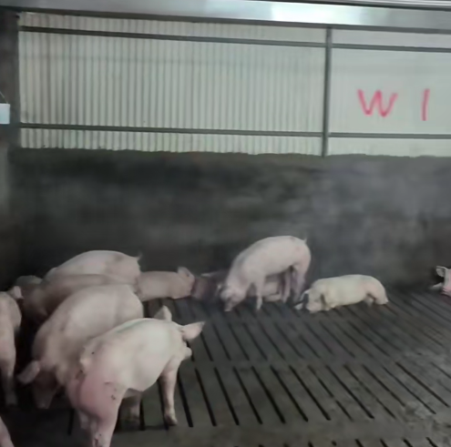 養(yǎng)豬場(chǎng)除臭消毒一體機(jī)